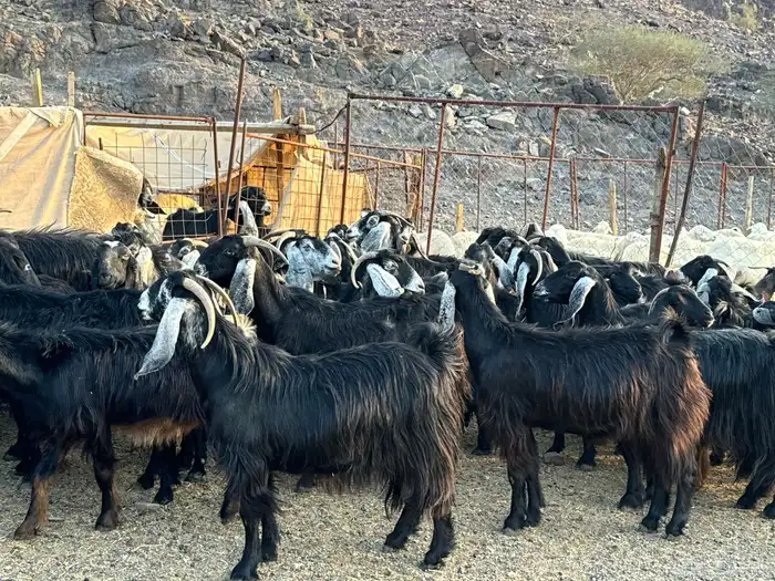 معزاء طيبه ومشروطه 8