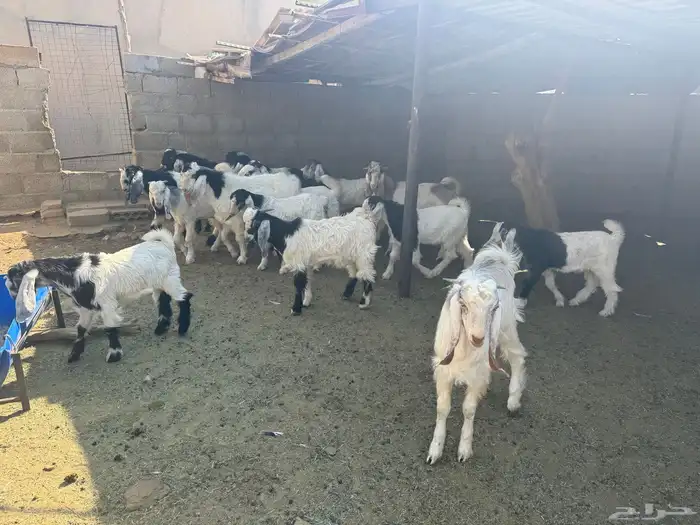 عزبتك جاهزة واخوياك معك وباقي لك تيس لباني تعال وابشر بي يحب 4