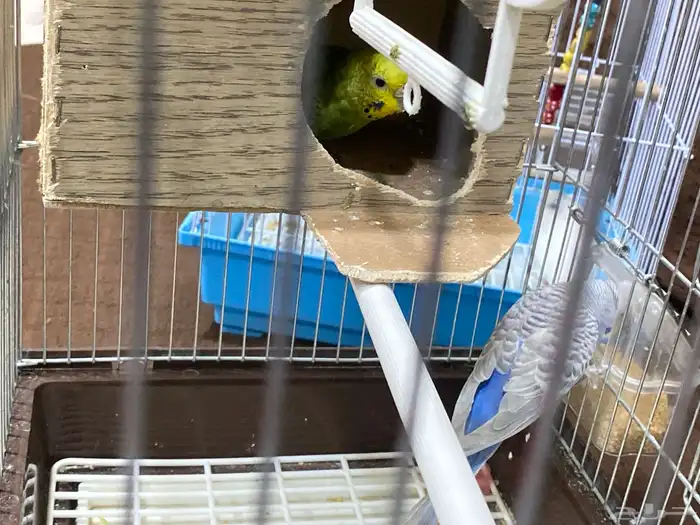 طيور بادجي بصحه جيده 1