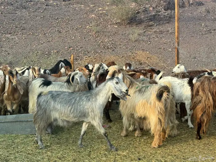 معزاء مصريات امهات الحليب 12