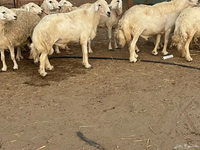 33 غنم حريات حرش جروم منوة القاني تبارك الله.. 13