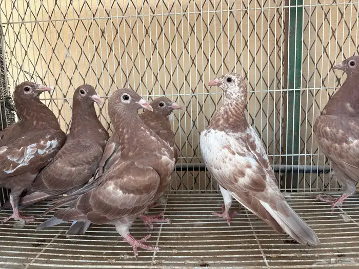 زاجل شوكليت 0