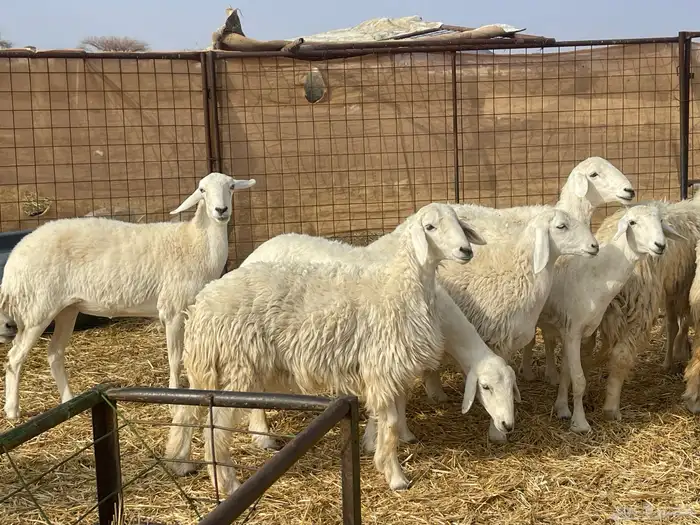 رخال حريات طيبه 0