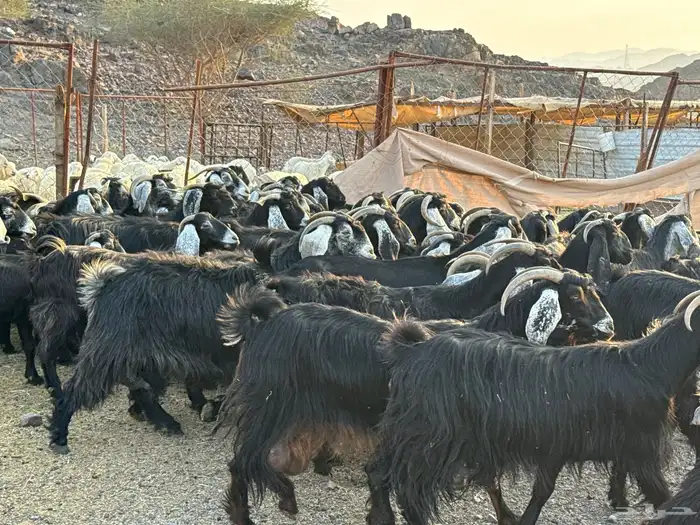 معزاء طيبه ومشروطه 3