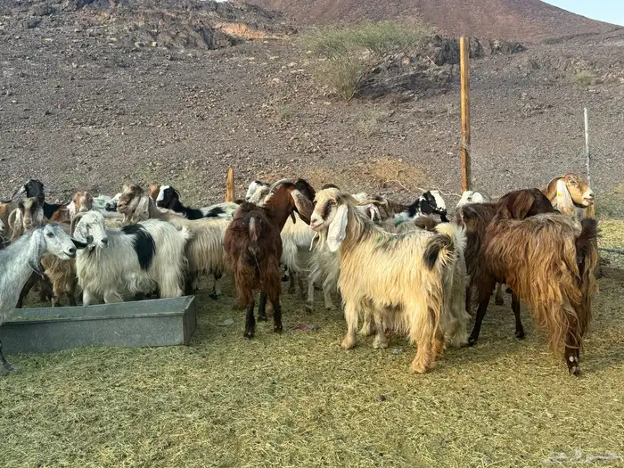 معزاء مصريات امهات الحليب 11