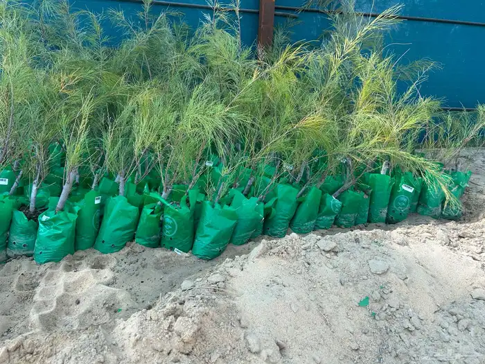 شتلات سدر و قرض افريقي و مرخ و اثل 3