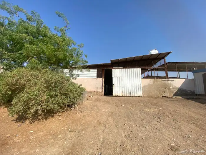 مربط اوس الحجاز للخيل العربية الاصيلة 0