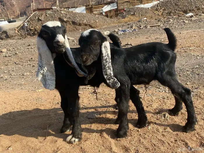 دواغير تيوس عوارض يرضعن من اي شاه شرط 6