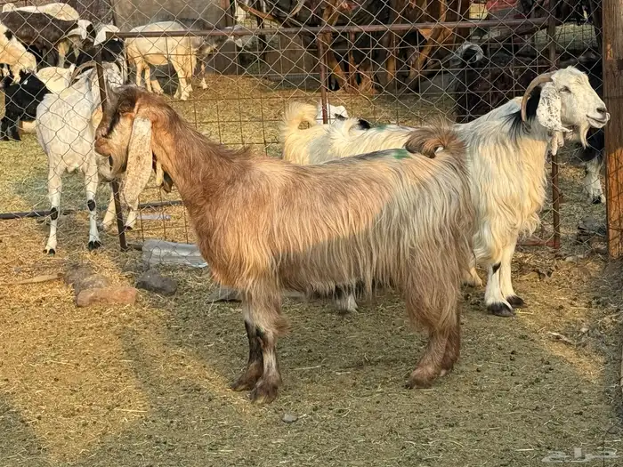 معزاء مصريات امهات الحليب 2