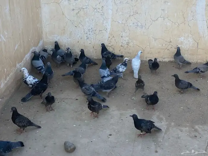 حمام لصقور 0