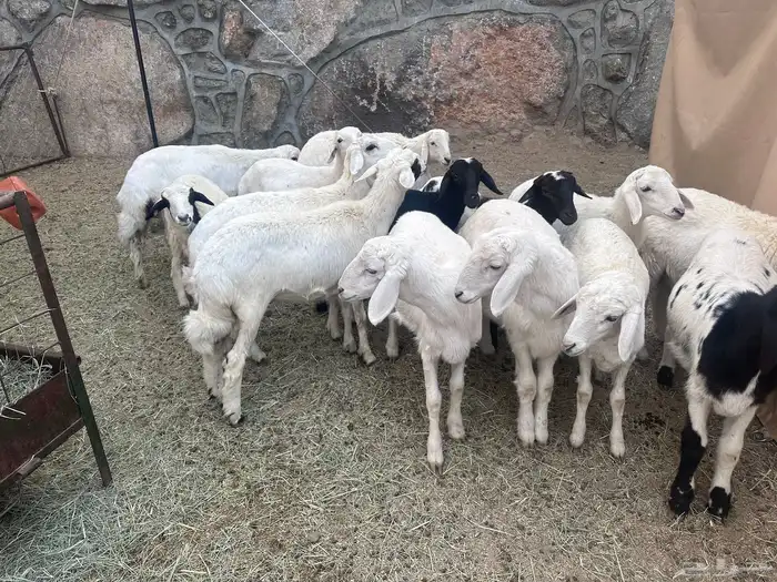 بهم للبيع العدد15 0