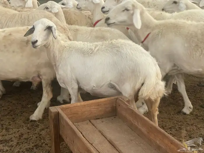 33 غنم حريات حرش جروم منوة القاني تبارك الله.. 8