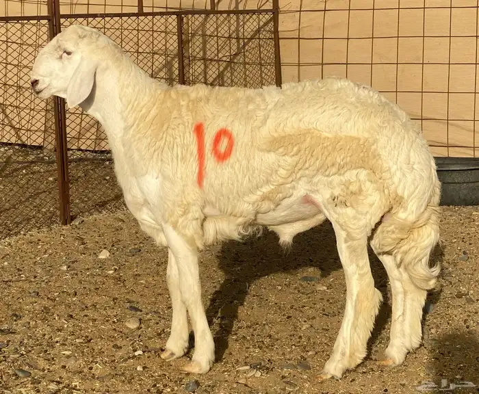 مشاريع فحول مشروطه 0