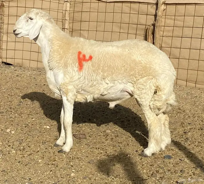 مشاريع فحول مشروطه 2