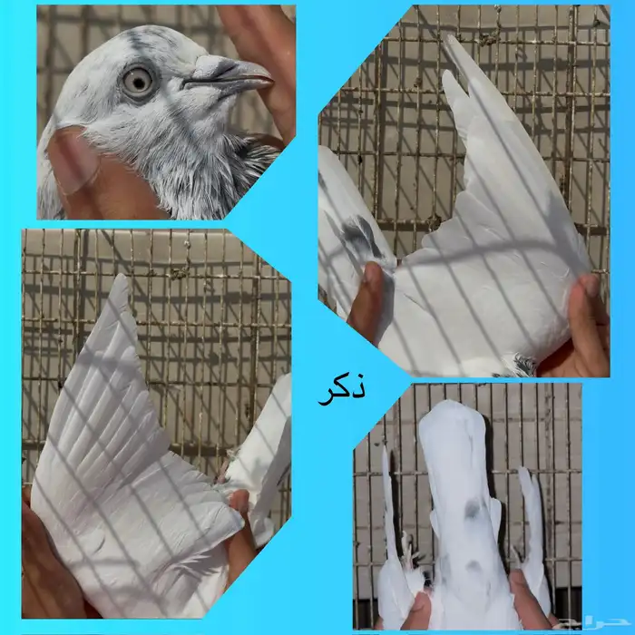 جوز سالكوتي موتيا 0