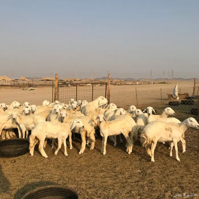 السلام عليكم ورحمة الله وبركاته 2