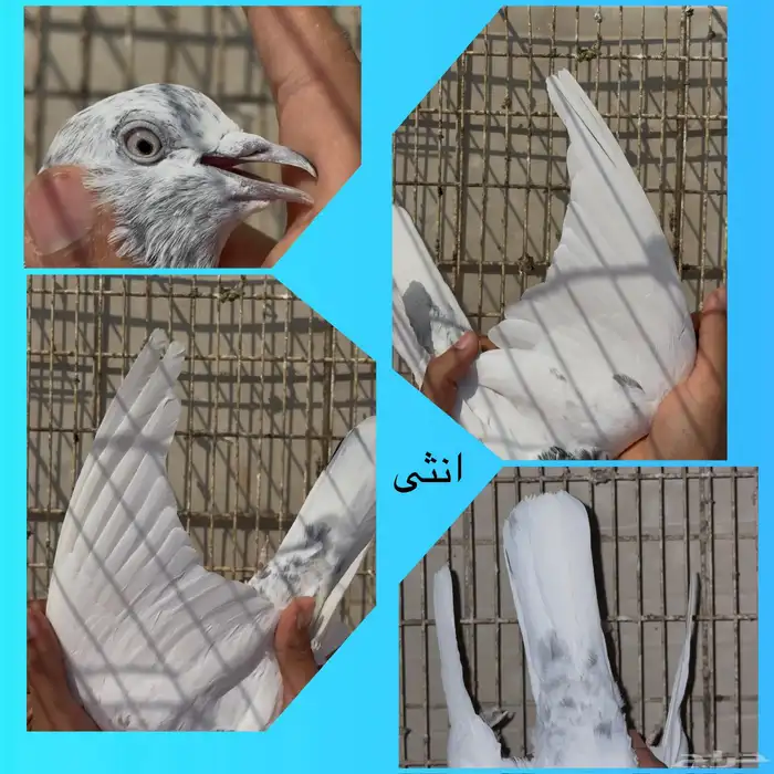 جوز سالكوتي موتيا 1