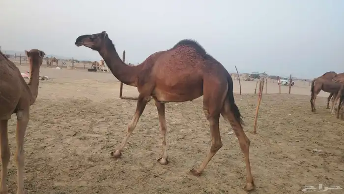 بكره ثنيه طيبه 2