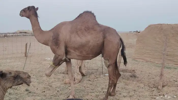 ناقه مدني للبيع 4