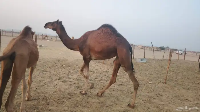 بكره ثنيه طيبه 1