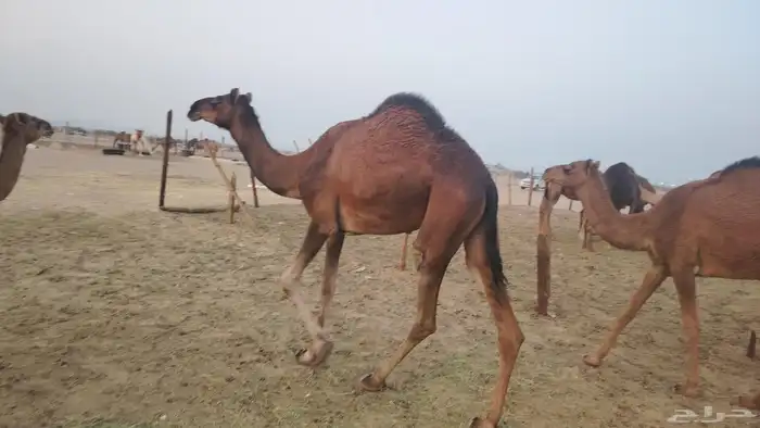 بكره ثنيه طيبه 3