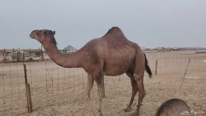 ناقه مدني للبيع 5