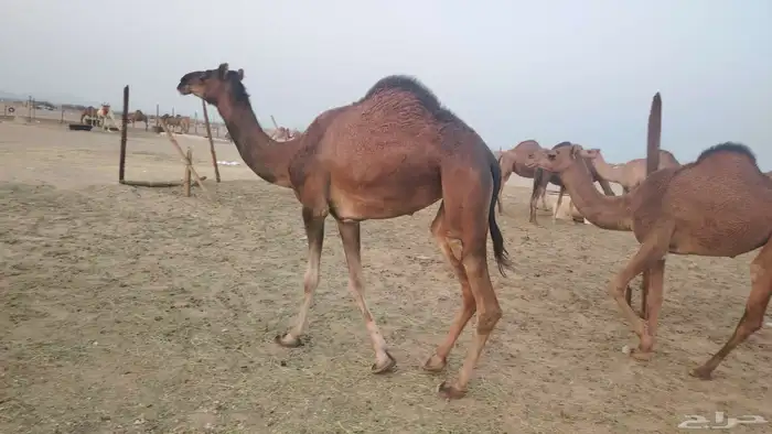 بكره ثنيه طيبه 5