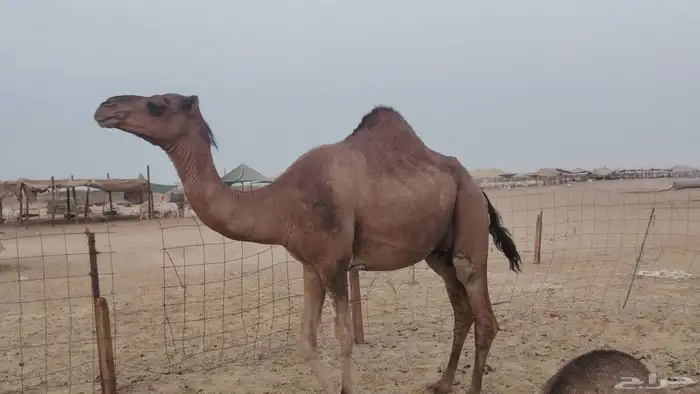 ناقه مدني للبيع 9