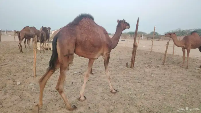 بكره ثنيه طيبه 7