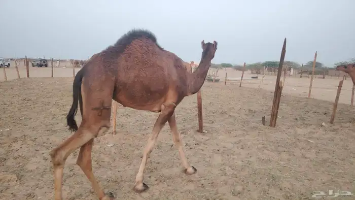 بكره ثنيه طيبه 6