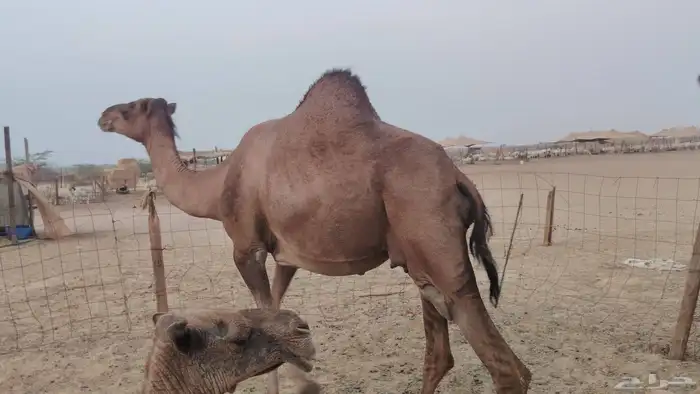 ناقه مدني للبيع 8