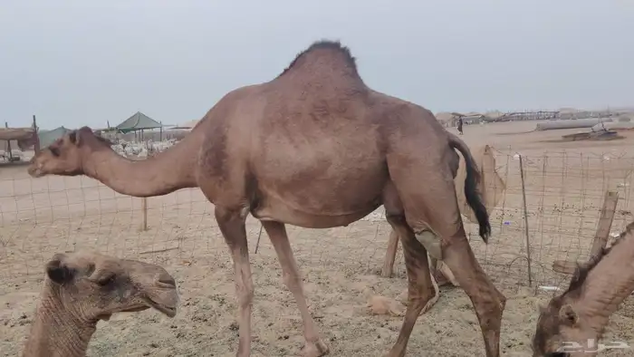 ناقه مدني للبيع 2