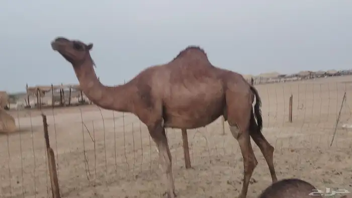 ناقه مدني للبيع 0