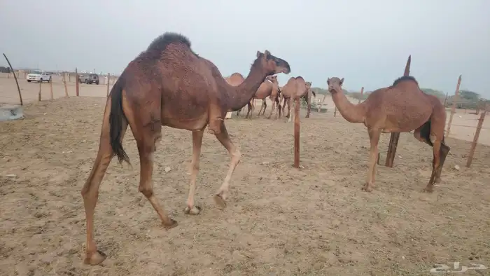 بكره ثنيه طيبه 0