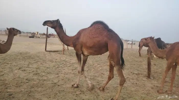 بكره ثنيه طيبه 4