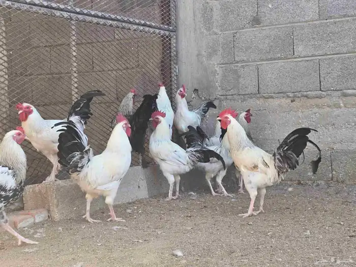 ديوك فرنسيه 0