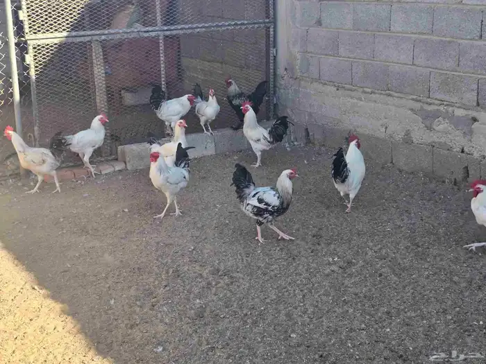 ديوك فرنسيه 2