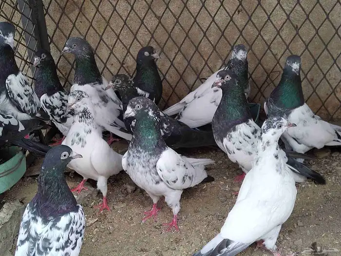 حمام باكستاني 0