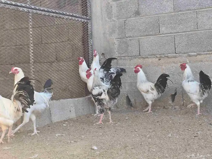 ديوك فرنسيه 1