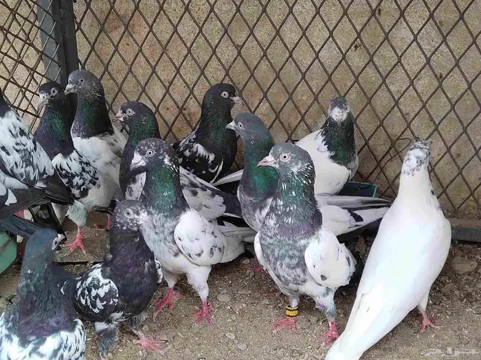 حمام باكستاني 4