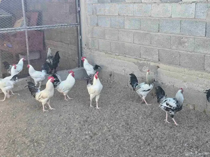 ديوك فرنسيه 4