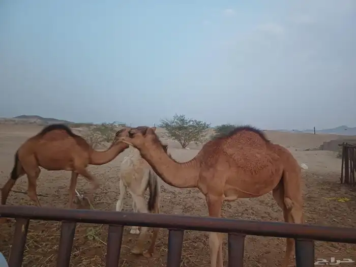 للبيع قعدان 0