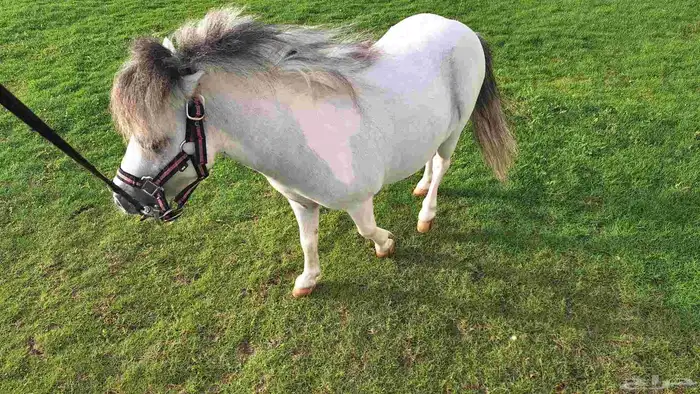 للبيع فحل بوني فاخر وقزم إنتاج وكاريزما ما تتكرر 7