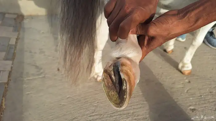 للبيع فحل بوني فاخر وقزم إنتاج وكاريزما ما تتكرر 12