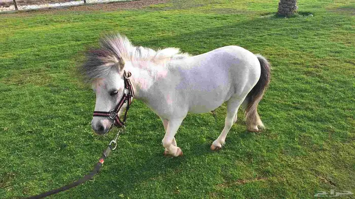 للبيع فحل بوني فاخر وقزم إنتاج وكاريزما ما تتكرر 5