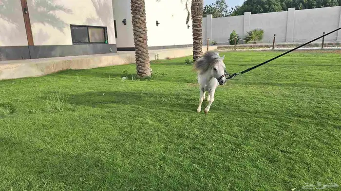 للبيع فحل بوني فاخر وقزم إنتاج وكاريزما ما تتكرر 1