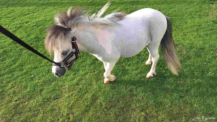 للبيع فحل بوني فاخر وقزم إنتاج وكاريزما ما تتكرر 6