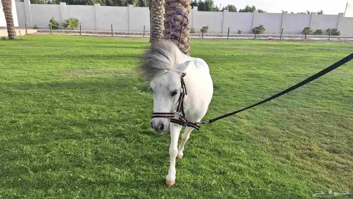 للبيع فحل بوني فاخر وقزم إنتاج وكاريزما ما تتكرر 10