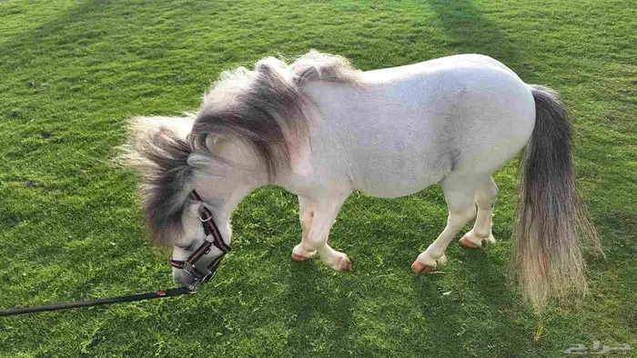 للبيع فحل بوني فاخر وقزم إنتاج وكاريزما ما تتكرر 8