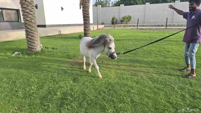 للبيع فحل بوني فاخر وقزم إنتاج وكاريزما ما تتكرر 2